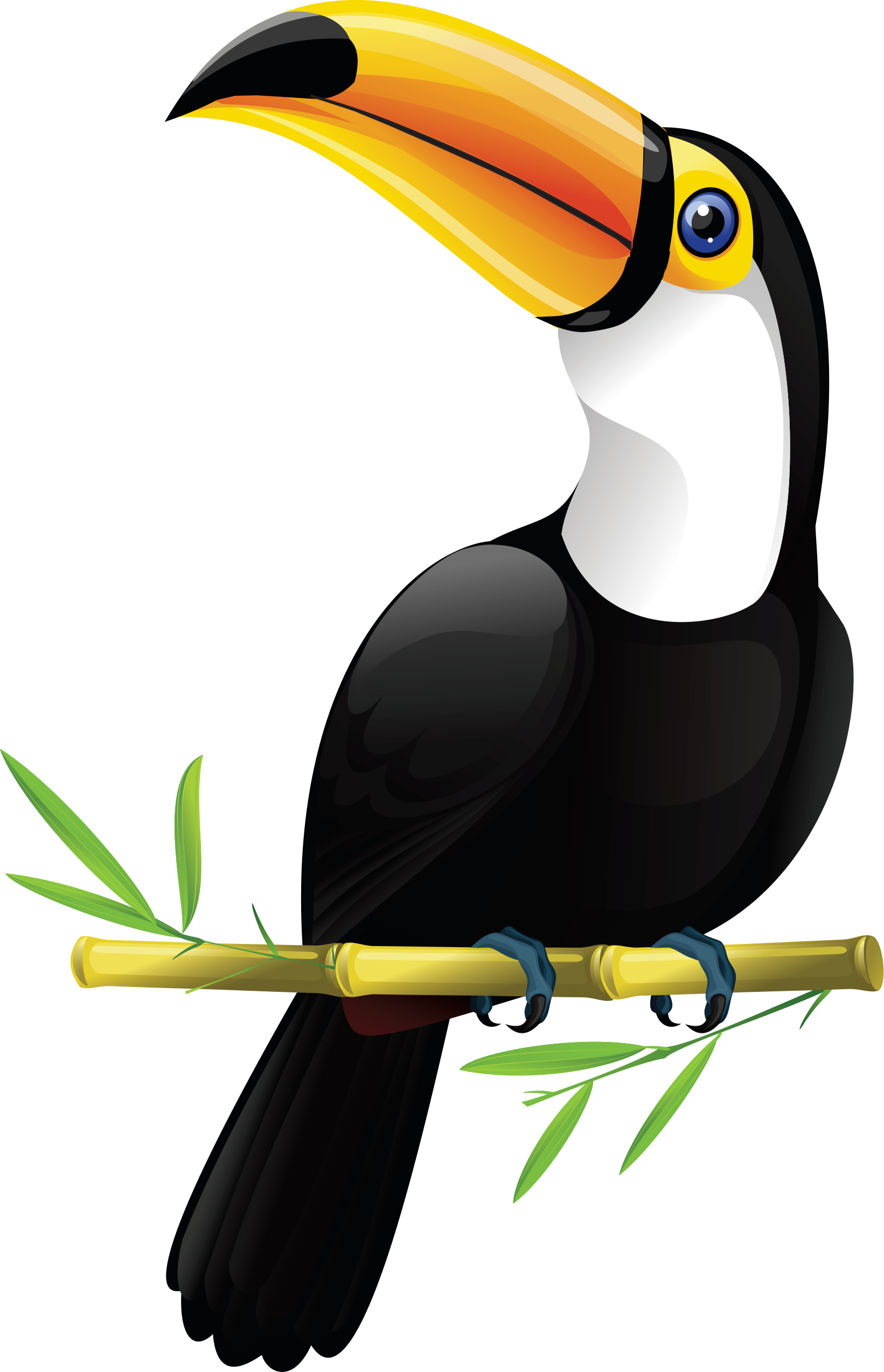 Bano Lorenzo Tucano