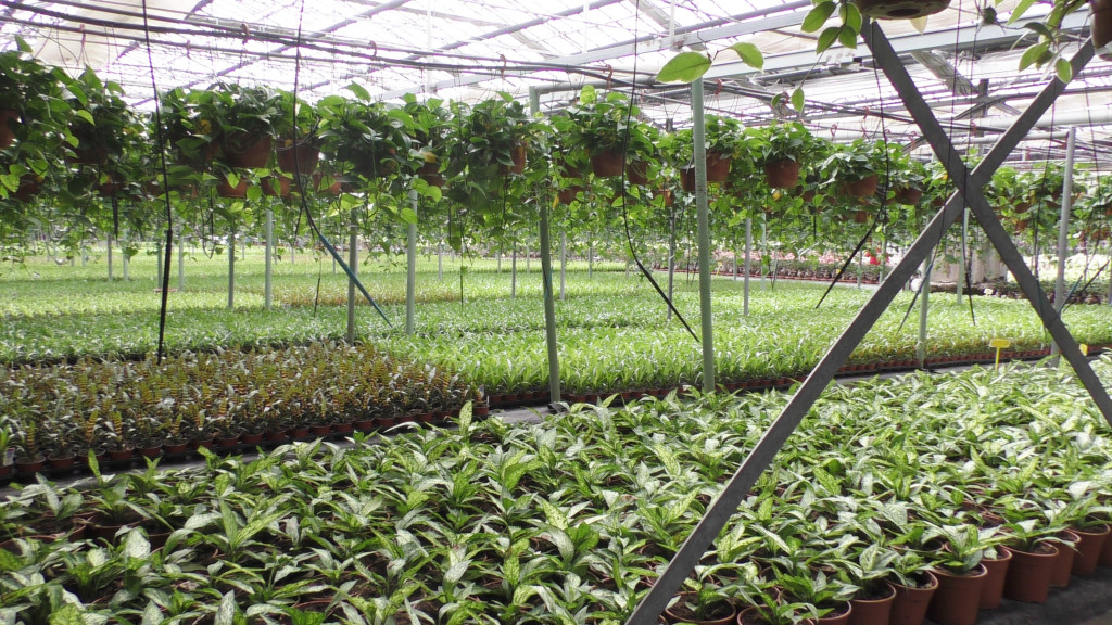 Bano Lorenzo - Azienda produttrice di piante tropicali