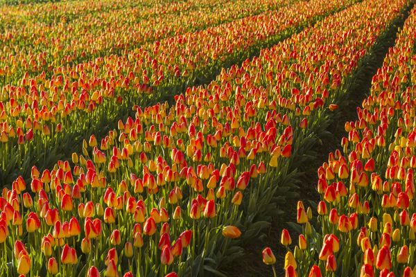 Fornitori fiori Olanda - Rete internazionale produttori Merotto Fiori