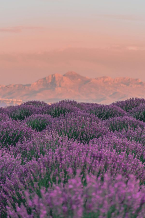 Produzione fiori Italia Europa - Rete fornitori Toscana Sanremo Merotto Fiori