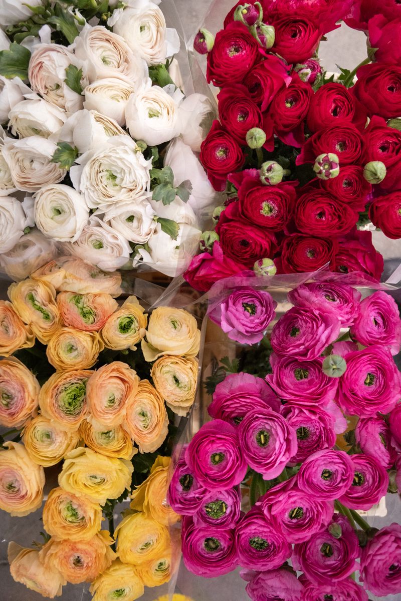 Composizioni floreali ingrosso - Fiori recisi stagionali per professionisti