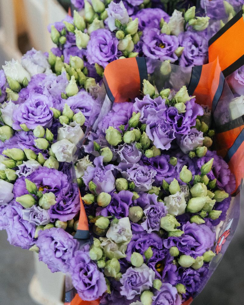 Assortimento fiori recisi ingrosso - Varietà colorate per rivenditori