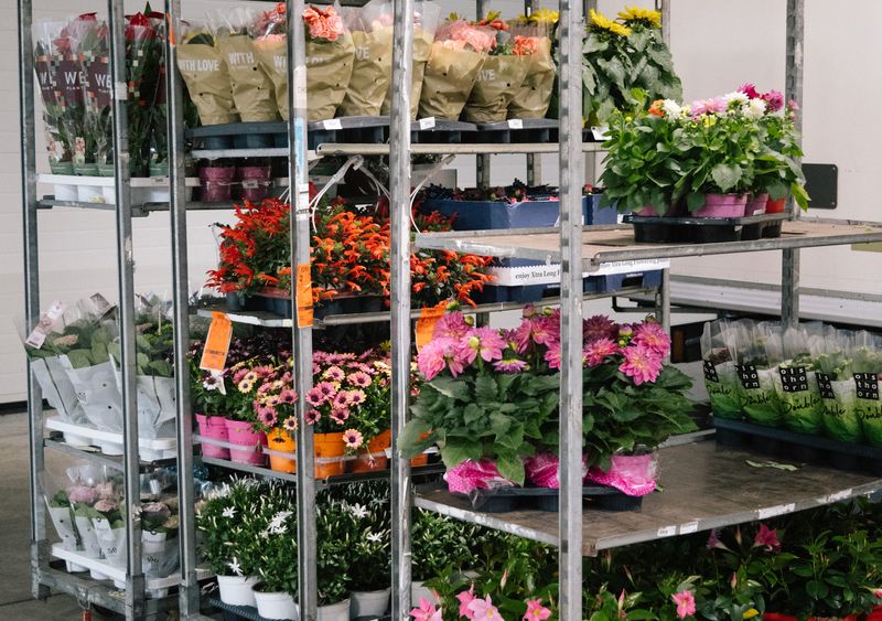 Piante da interno ed esterno all'ingrosso - Catalogo Merotto Fiori