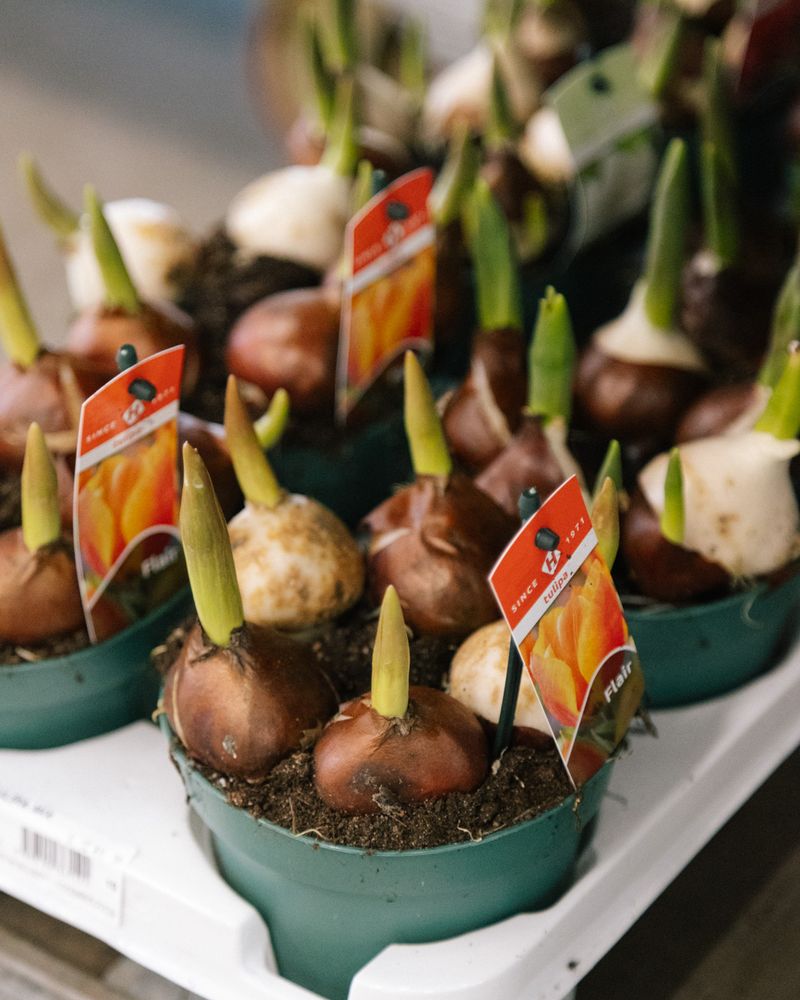 Vasi con piante primaverili dai fiori a bulbo nella fase iniziale di crescita