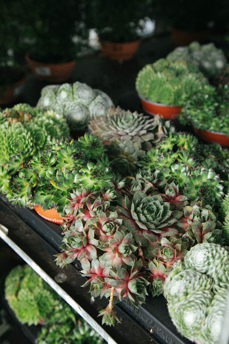 Vasi con un assortimento di piante grasse, perfette per decorazioni interne ed esterne
