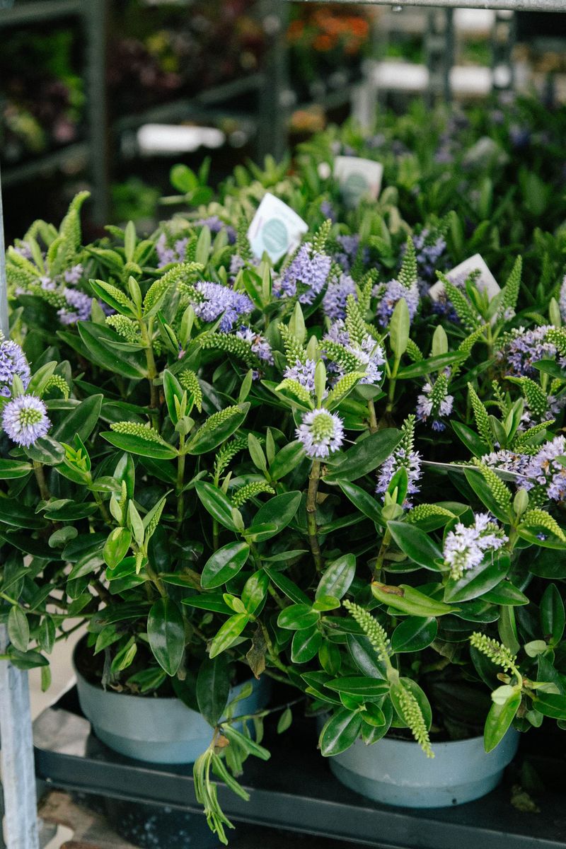 Piante fiorite Veronica in vasi, disponibili nel catalogo stagionale di Merotto Fiori