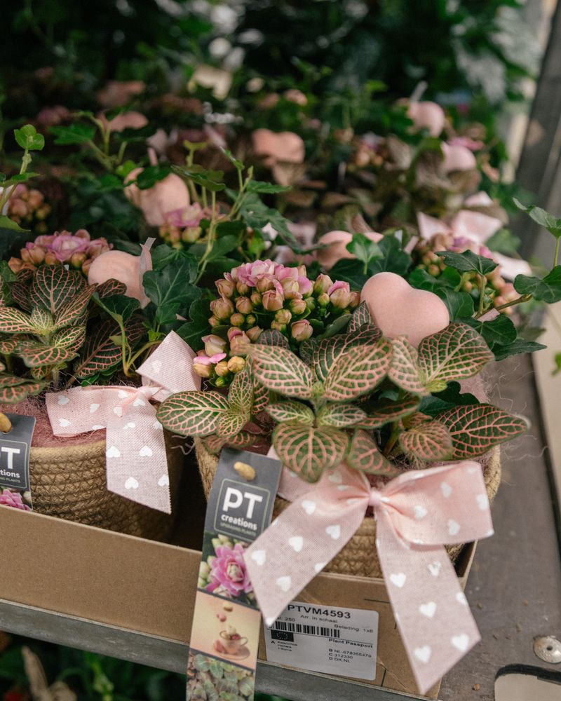Composizioni floreali rosa per San Valentino e Festa della Mamma, con piante e decorazioni romantiche