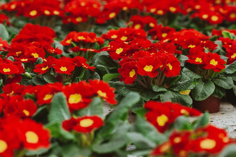 Servizi esclusivi ingrosso fiori - Consulenza matrimoni eventi Merotto Fiori
